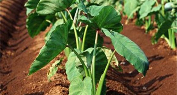 芋头施肥时间和方法