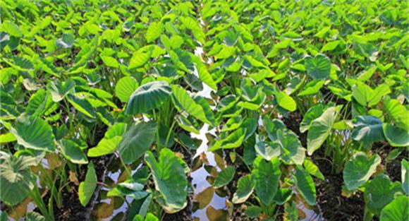 芋头施肥管理技术方法