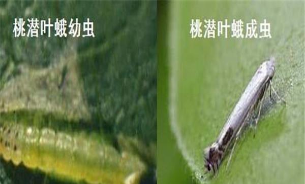 桃树潜叶蛾的危害及发生规律