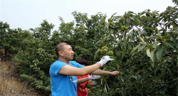 板栗密植园每亩定植多少棵