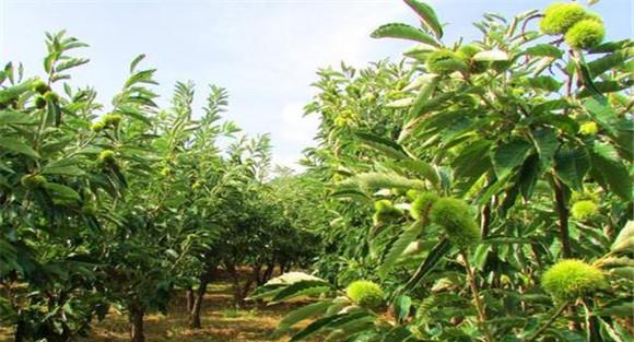 板栗密植技术要点