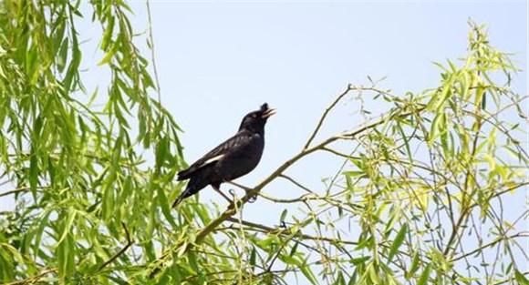 八哥的饲养方法
