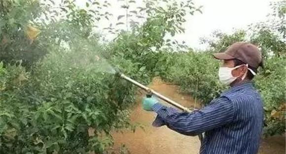 叶面施肥的优点和不足之处