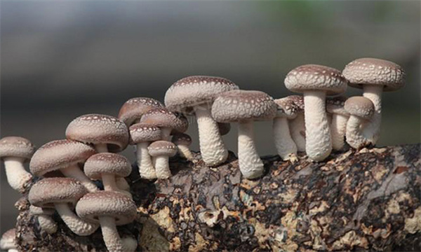 香菇生长发育需要怎样的环境条件
