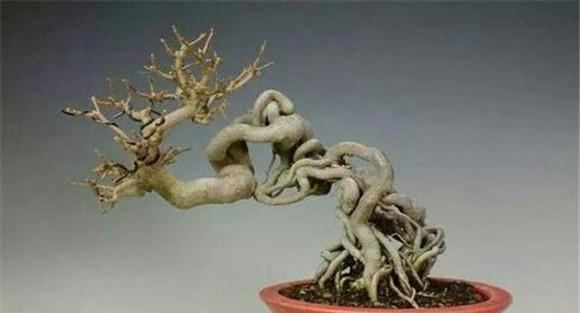 不要过早提根露爪
