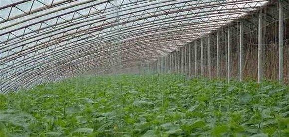 温室大棚黄瓜定植初期的管理