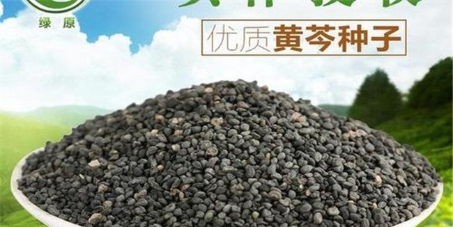 黄芩种子处理方法