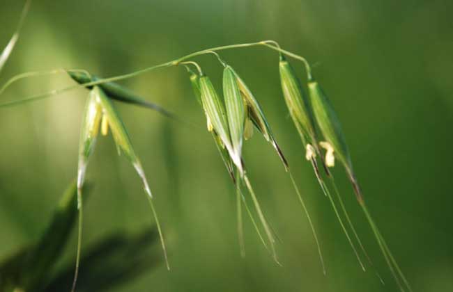 野燕麦是一种什么样的植物