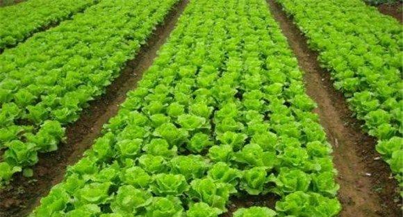 生菜种植温度如何掌握