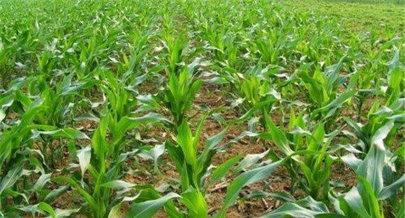 玉米高产栽培技术要点