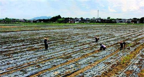 韭菜的整地与播种