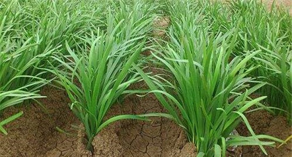 韭菜种植和管理的方法
