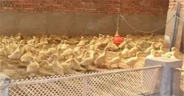 夏季养鸭高温怎么办