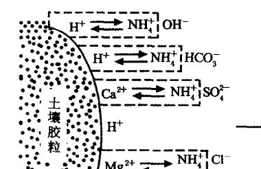 施用碳酸氢铵为什么要强调深施覆土