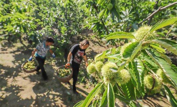 板栗种植多久才结果