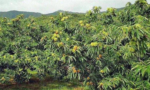 板栗种植条件