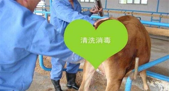 牛胎衣不下