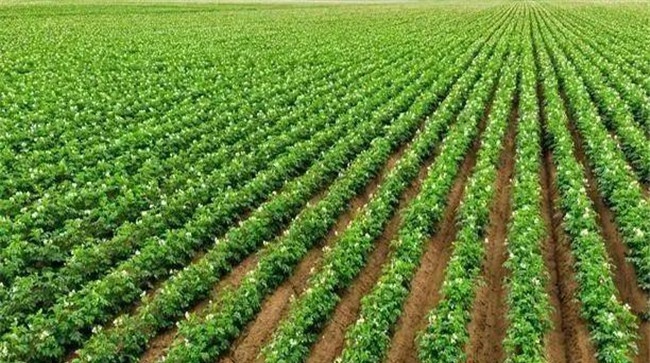 马铃薯播种方法因区域不同而不同