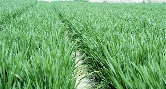 小麦拔节期管理技术要点