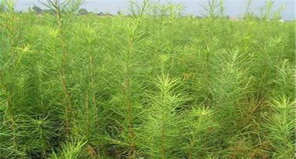 落叶松种植与管理要点