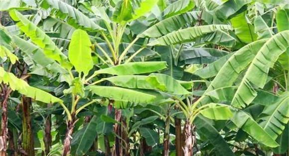 香蕉施肥次数