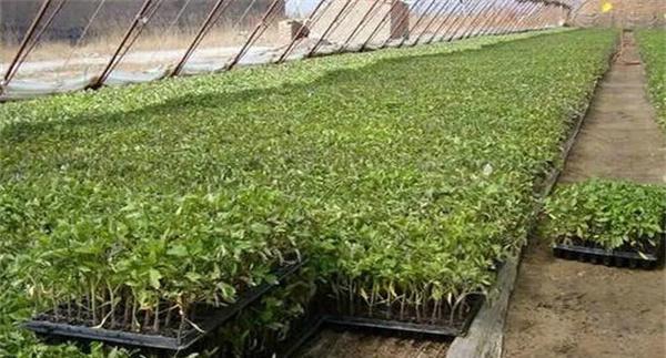 蔬菜基质育苗出现缺肥