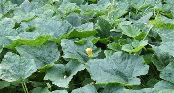 南瓜定植时间如何掌握 南瓜定植后管理技术要点