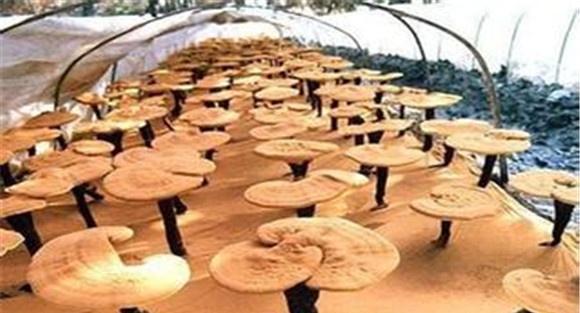灵芝怎样种植