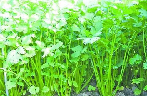大棚香菜