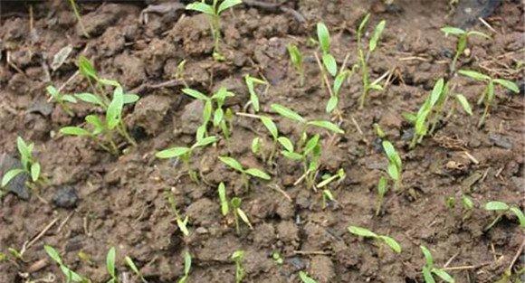 大棚香菜的间苗方法