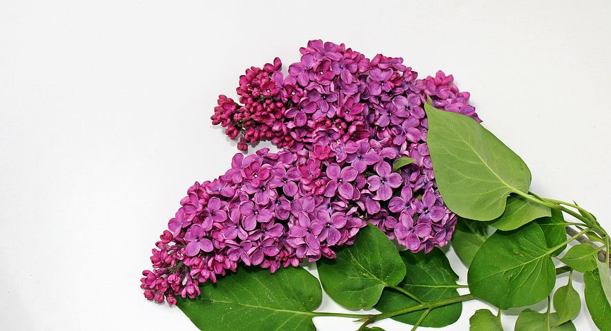 无公害杀菌剂烯唑醇的施用方法