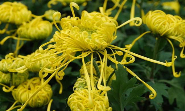 菊花的生长习性简介
