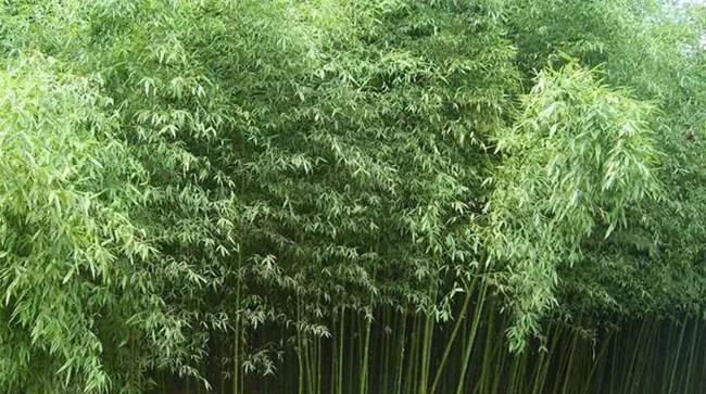 乌哺鸡竹的生态习性