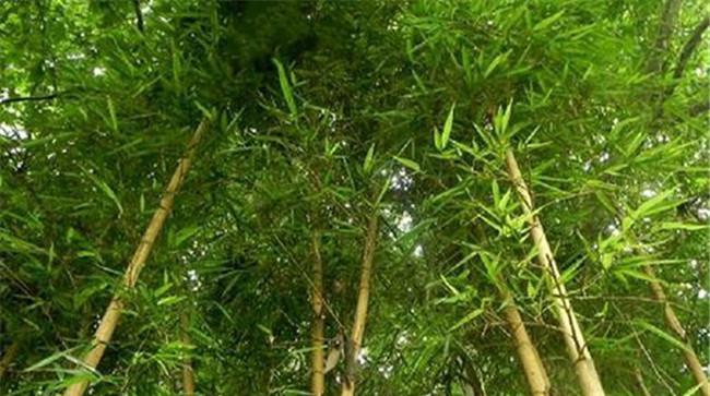乌哺鸡竹的栽培与管理