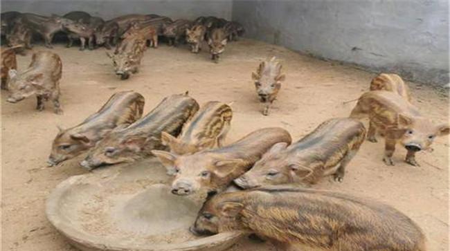 如何提高野猪仔成活率