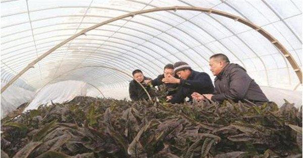 蔬菜冻害的防御措施