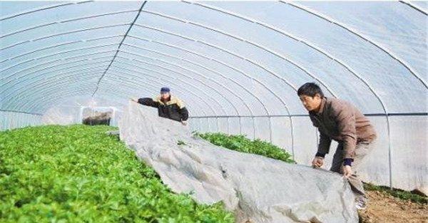 蔬菜受冻后怎么办