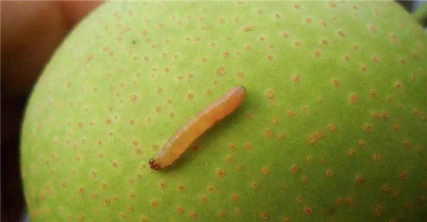 梨小食心虫用什么药防治