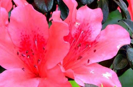 杜鹃花养殖方法