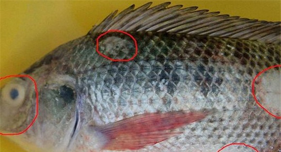 车轮虫病症状