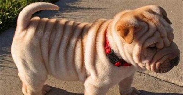沙皮犬标准