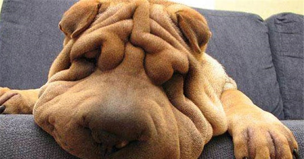 沙皮犬的饲养管理