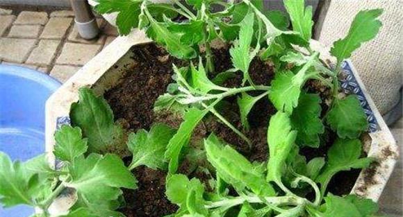 菊花繁殖方法