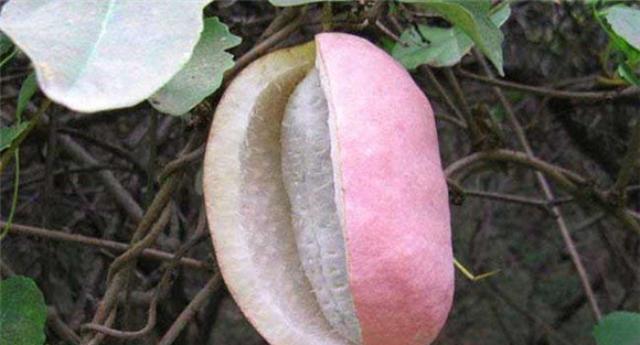 八月瓜种植技术
