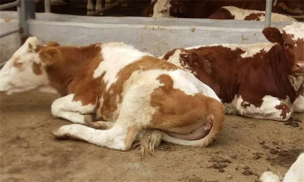 治疗犊牛腹泻的十大方法