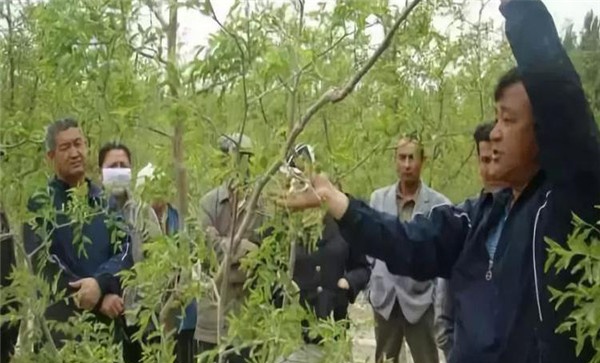 盛果期枣树如何修剪