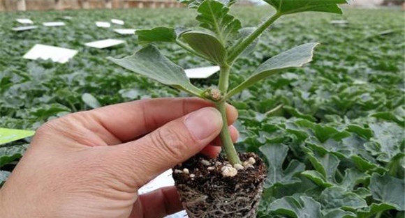 哈密瓜嫁接苗培育方法