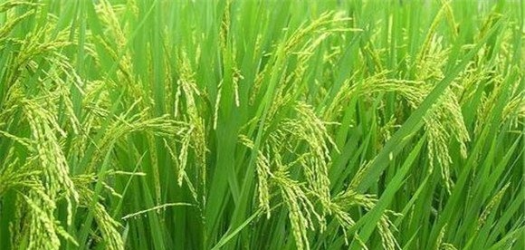 水稻颖壳张开、不灌浆与土壤有关