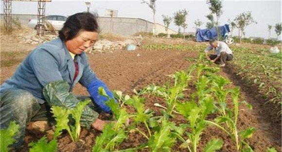 怎样种榨菜