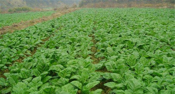 榨菜栽培的技术要点